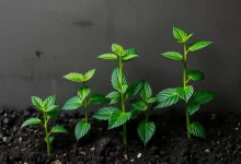 Photo of Основные этапы выращивания черной