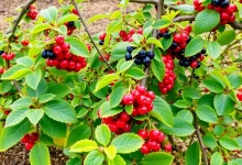 Photo of Этапы обрезки ягодных кустов весной