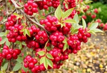 Photo of Осенний уход за ягодными кустарниками